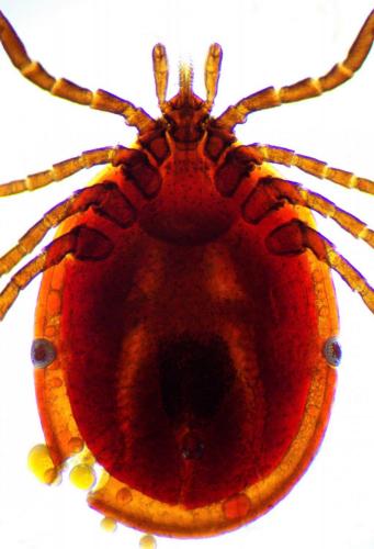 Ixodes festai
